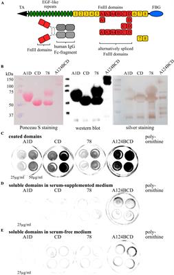 Substrate-bound and soluble domains of tenascin-C regulate differentiation, proliferation and migration of neural stem and progenitor cells